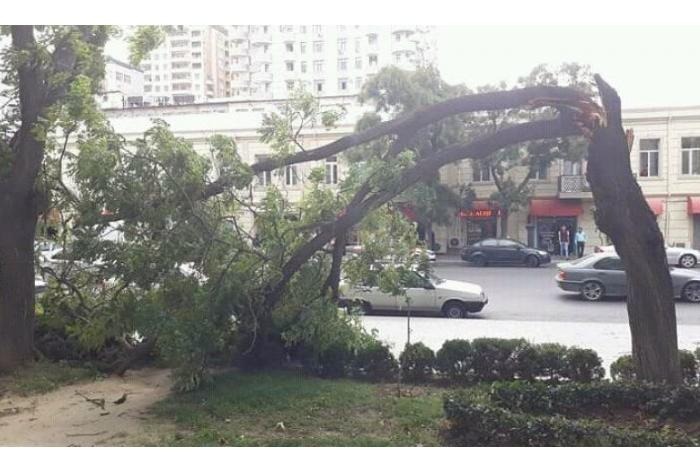 Мина замедленного действия 