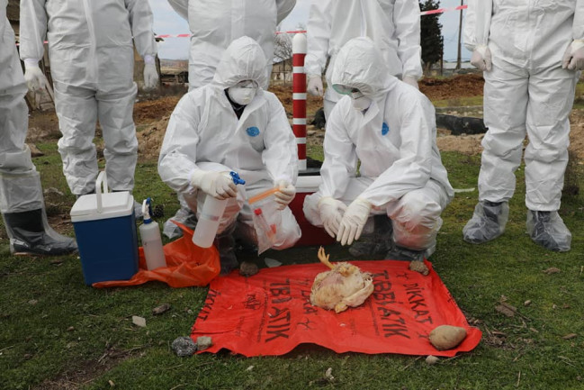 АПБА в феврале проведет мониторинги птичьего гриппа