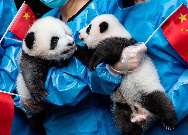Панда-дипломатия: что стоит за возвращением панд из Японии?