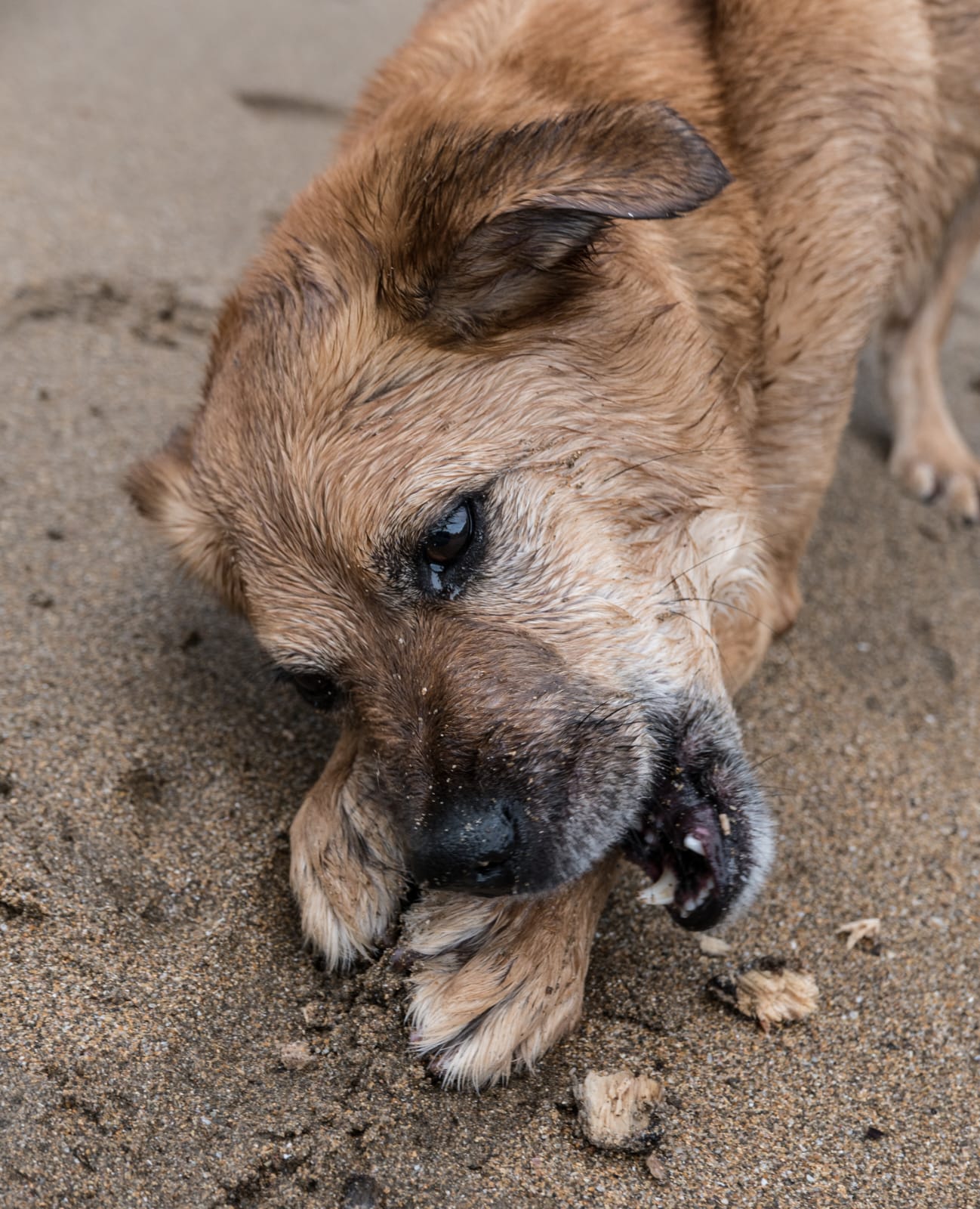 Нет живодерству!