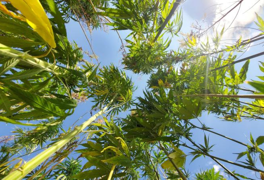 В 21 провинции Турции разрешили выращивание конопли