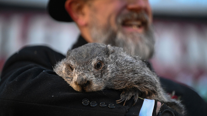 Американский сурок Фил предсказал еще шесть недель зимы