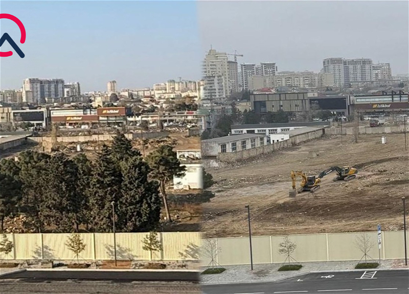 В &laquo;Белом городе&raquo; вырублены многолетние вечнозеленые деревья