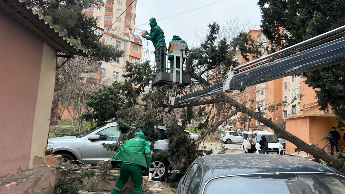 Сильный ветер повредил десятки деревьев в Баку