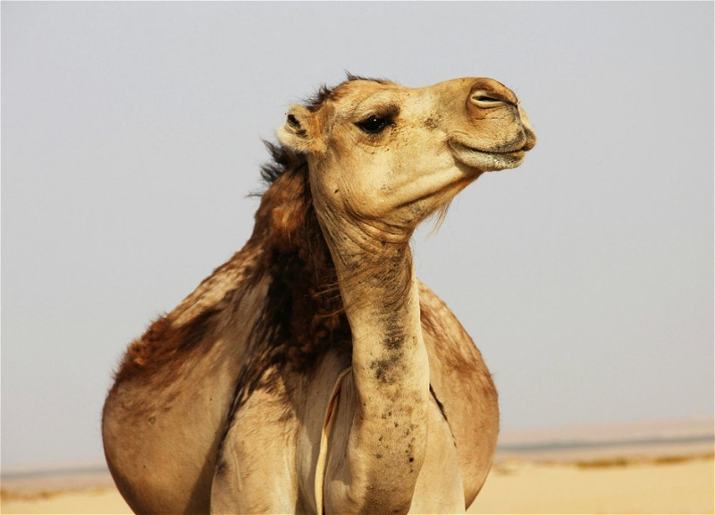 В Саудовской Аравии начали выдавать паспорта верблюдам