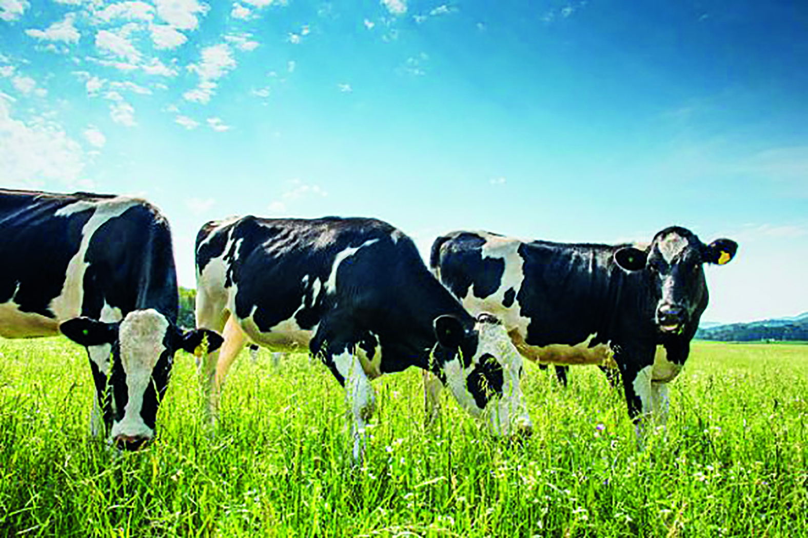 Импорт под видом производства