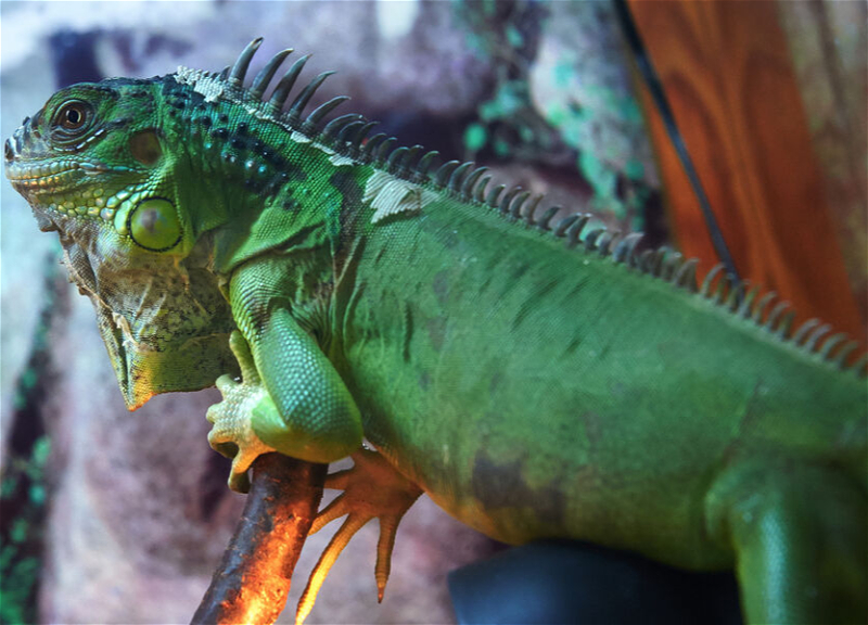 Власти Флориды усыпили тысячи игуан, парализованных холодом