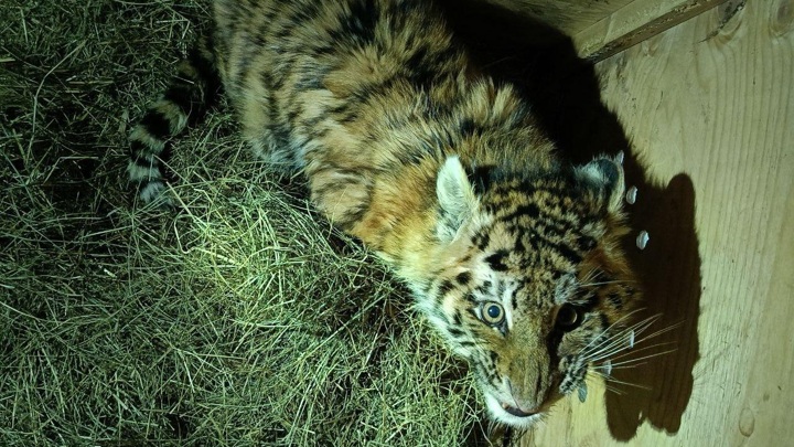 В Хабаровском крае спасен тигренок-сирота