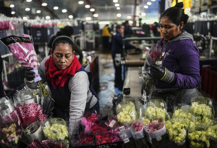 Цветы под угрозой: тарифы бьют по индустрии Колумбии перед Днем святого Валентина