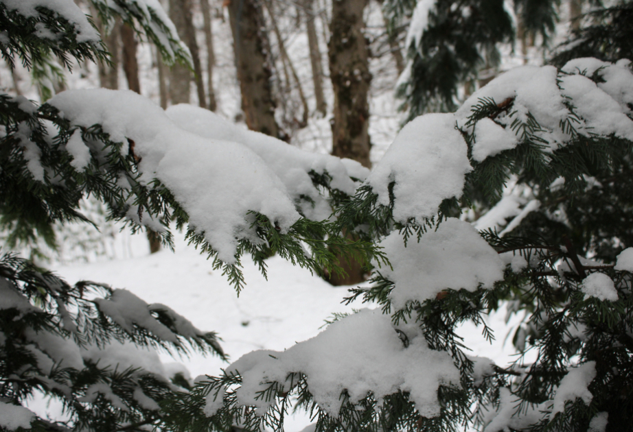 Завтра вечером осадки постепенно прекратятся