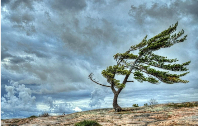 Объявлено желтое предупреждение в связи с ветреной погодой