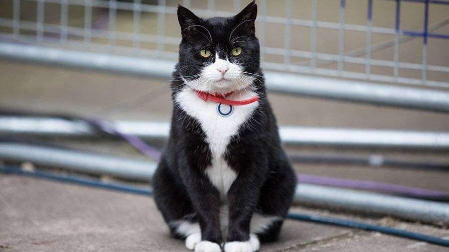 Умер легендарный кот-дипломат британского МИД