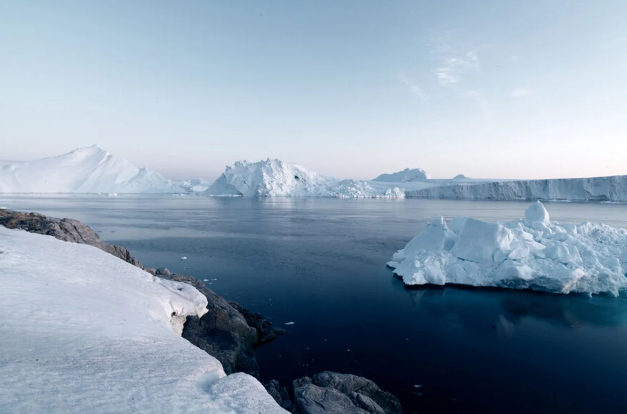 В Антарктиде произошла массовая гибель птиц из-за вируса H5N1