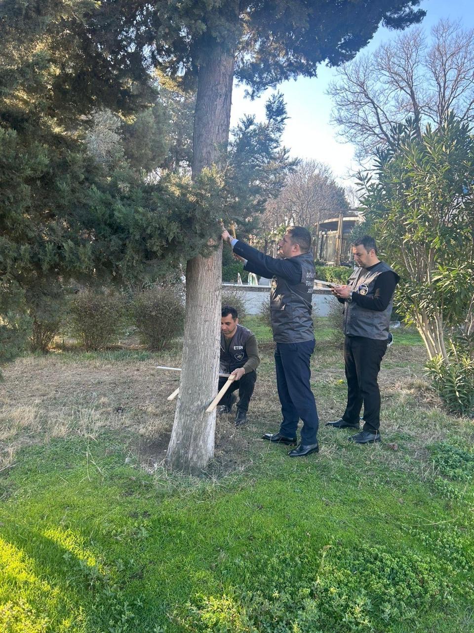 В Баку продолжается инвентаризация деревьев