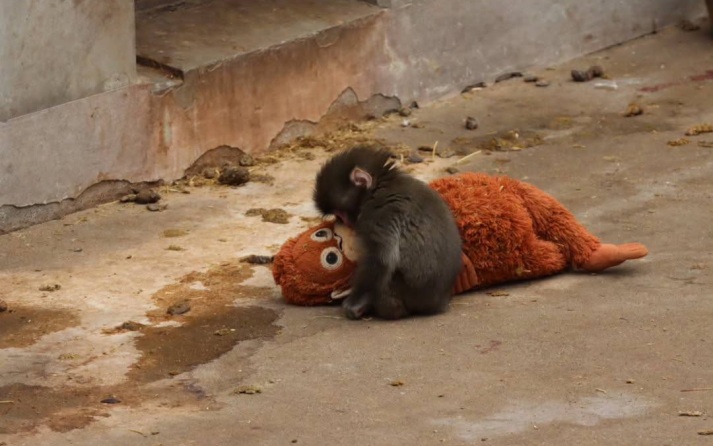 Плюшевый орангутанг стал мамой для детеныша японского макака