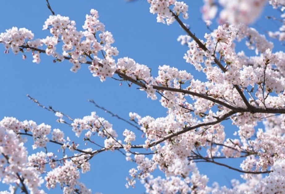 Весна в Азербайджане в этом году наступит 20 марта