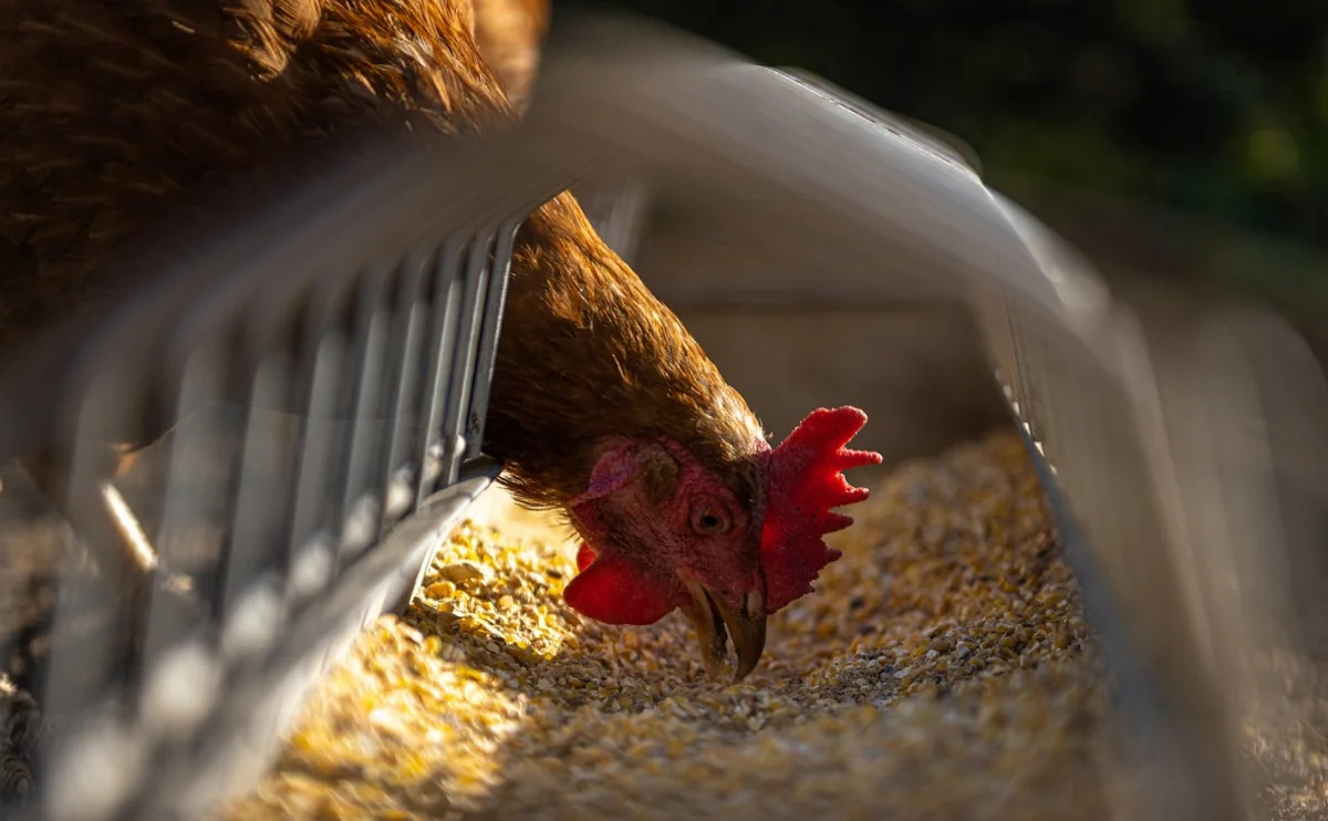 Япония готовится к массовому забою птиц из-за новой вспышки птичьего гриппа
