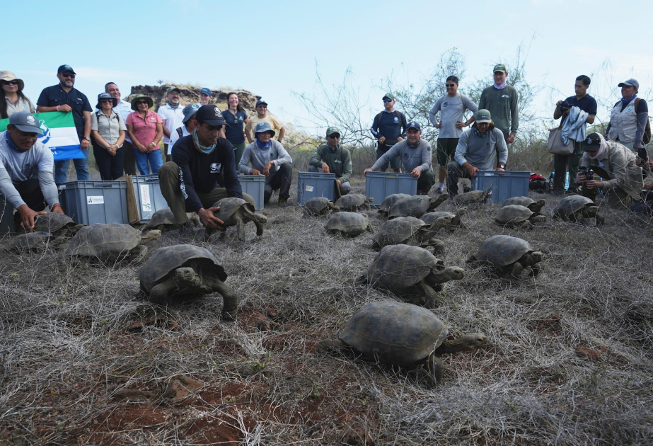 Более 150 гигантских черепах вновь выпущены на Галапагосах