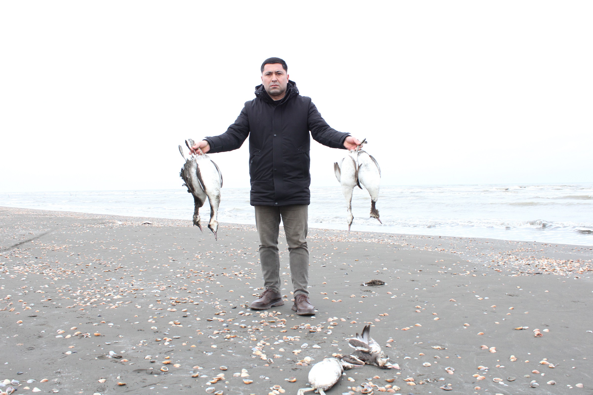 На побережье Каспия в Хачмазе обнаружен факт гибели тысяч поганок