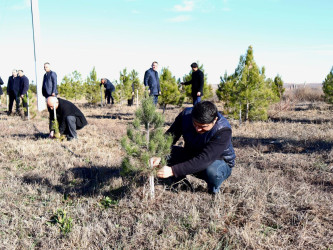 Зеленый Самух 