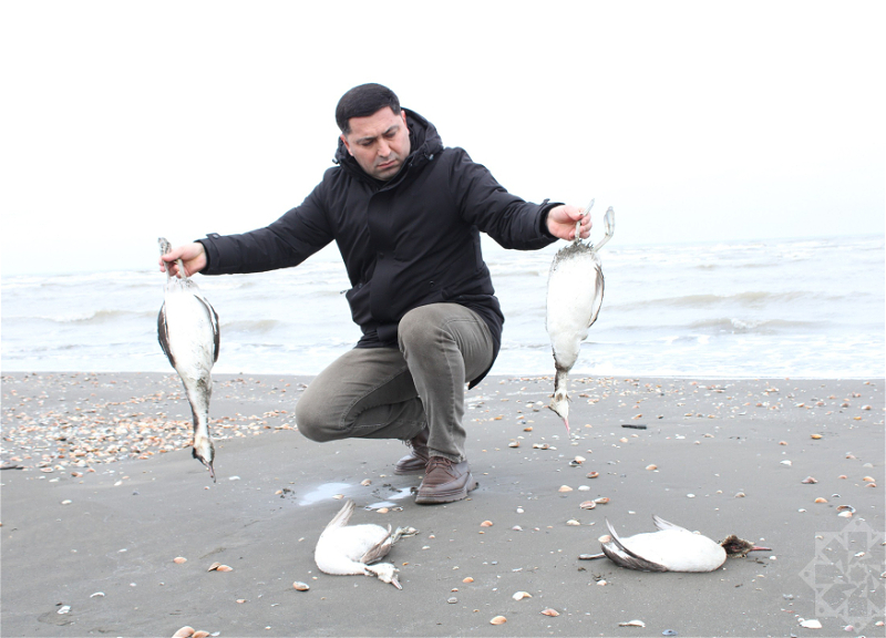 Массовая гибель птиц у Каспия: стали известны результаты лабораторных исследований