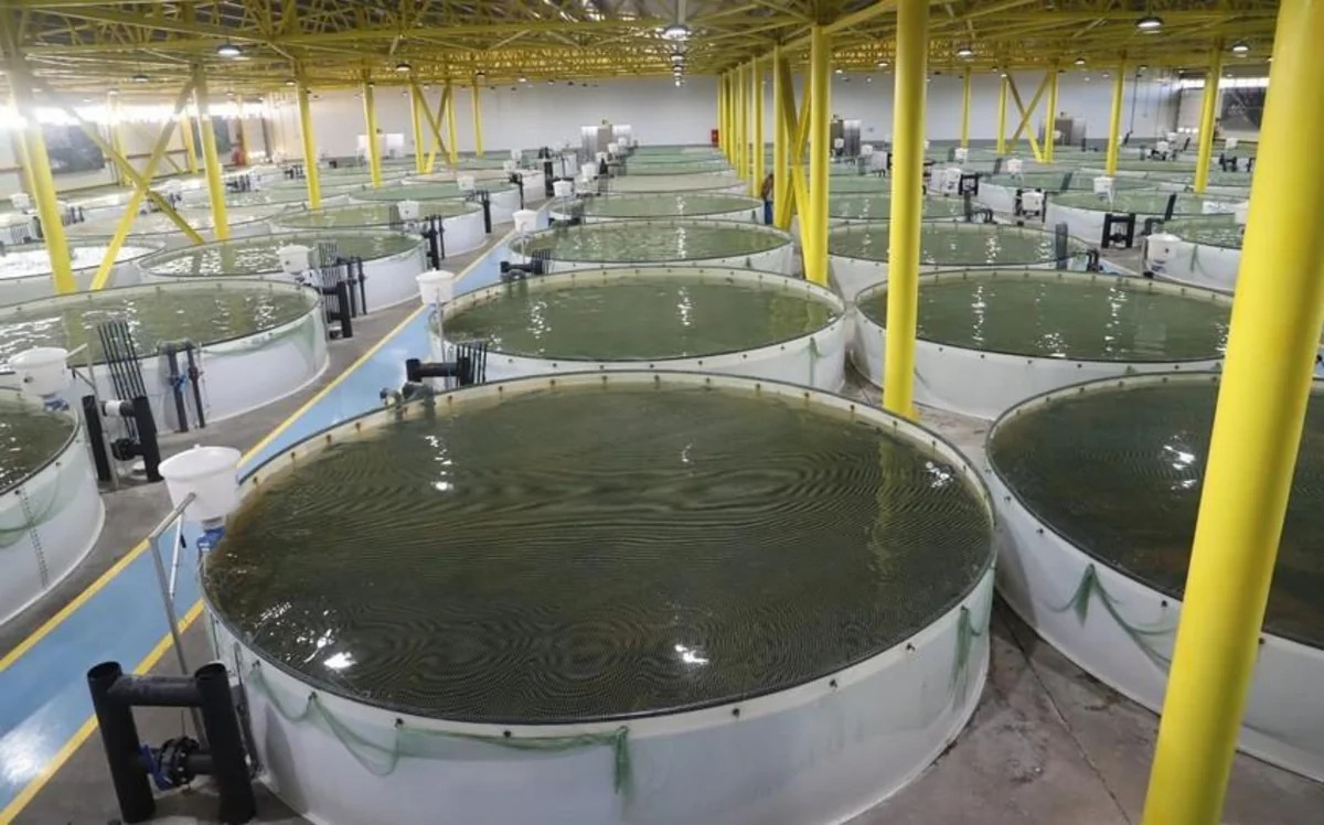 В Азербайджане за незаконный вылов рыбы наложены штрафы на 15 тыс. манатов