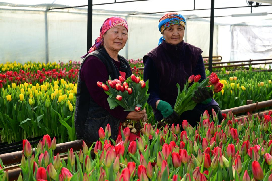 В Казахстане семья вырастила 60 тысяч бутонов тюльпанов к 8 Марта