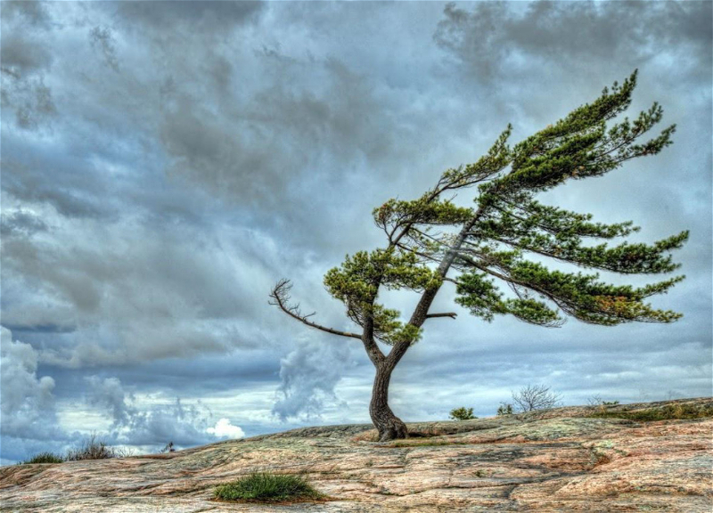 В Азербайджане объявлены желтое и оранжевое предупреждения из-за ветра