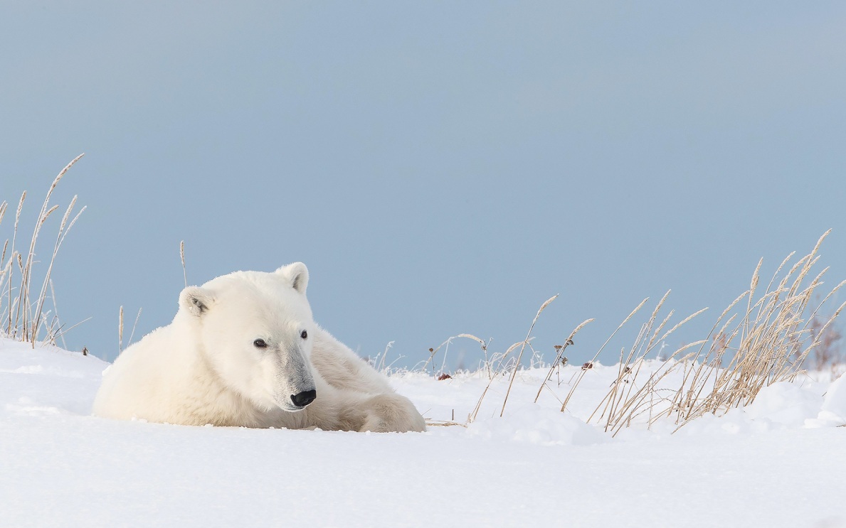 "Медвежьи острова" остаются ключевым местом обитания белого медведя