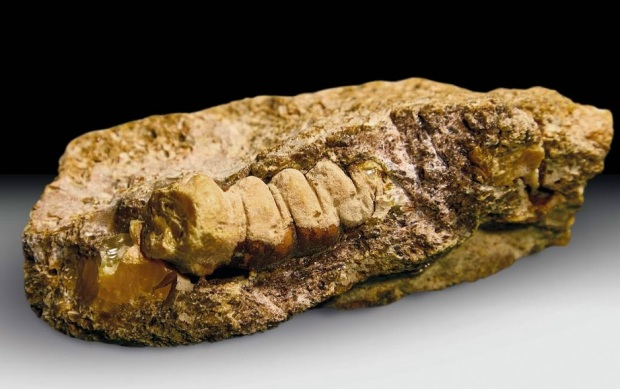 Необычный образец янтаря в форме личинки жука найден под Калининградом