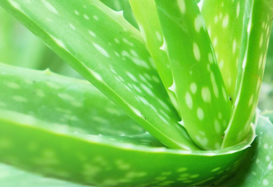 Всемирный день дикой природы