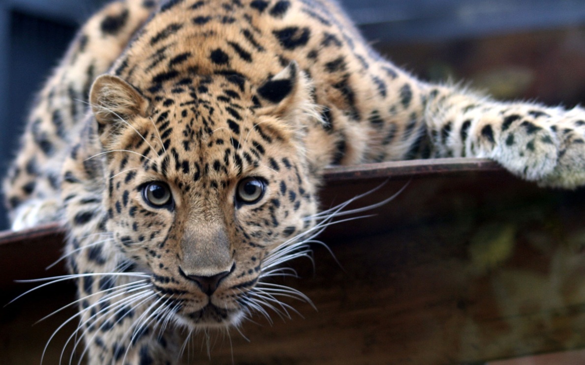 Названа численность редчайшего дальневосточного леопарда в России