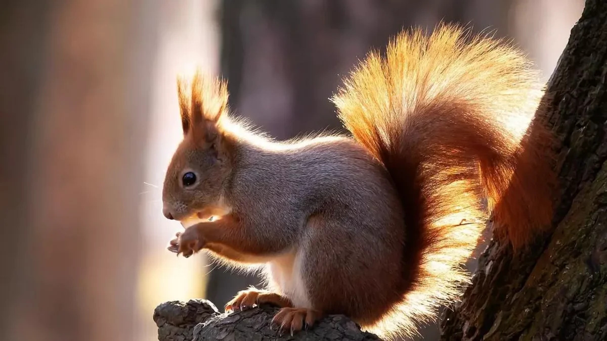 Белка стала причиной масштабного отключения связи в США