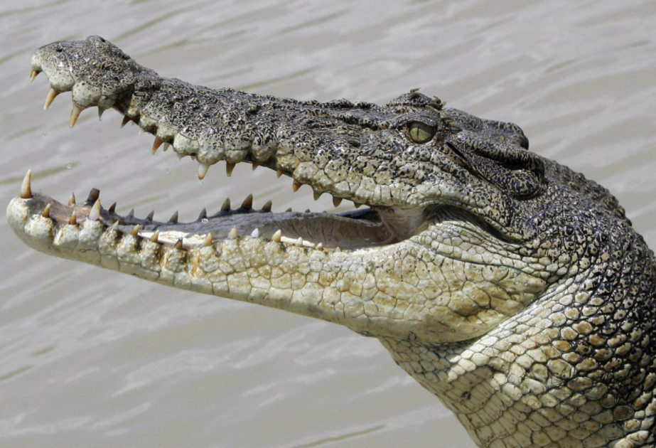 Полиция предупреждает о крокодилах после сильных наводнений