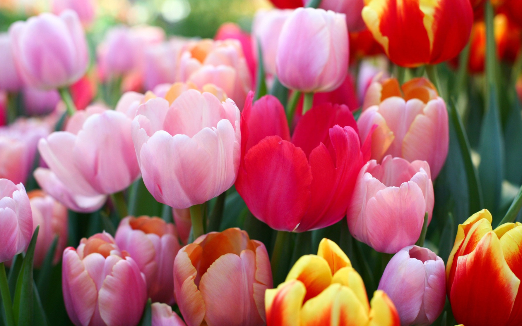 Врач рассказала, кому нельзя дарить тюльпаны