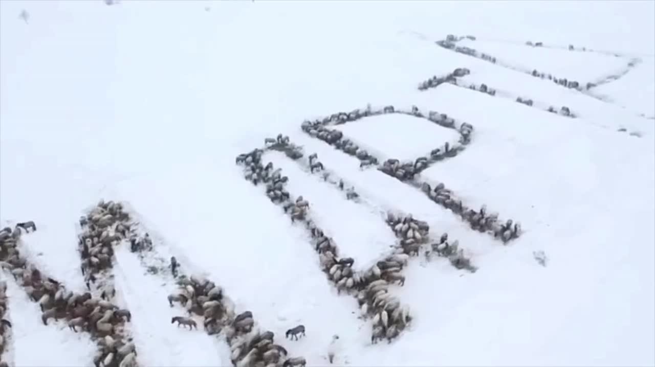 Башкирский фермер выстроил лошадей в надпись "8 марта" и снял это на видео