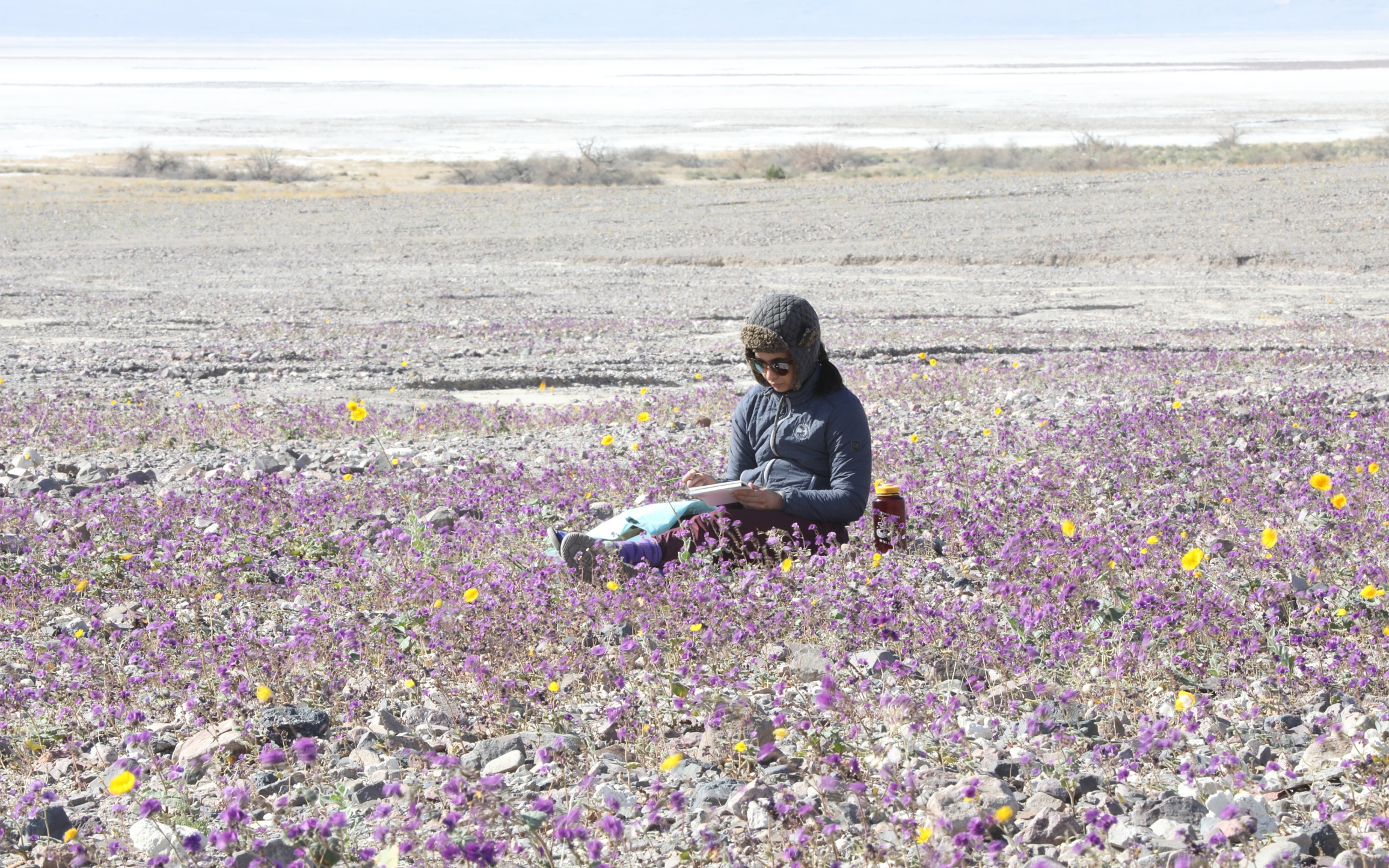 В Долине Смерти в Калифорнии началось бурное цветение