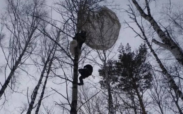 В Томской области парашютист застрял на дереве, снимать его пришлось спасателям
