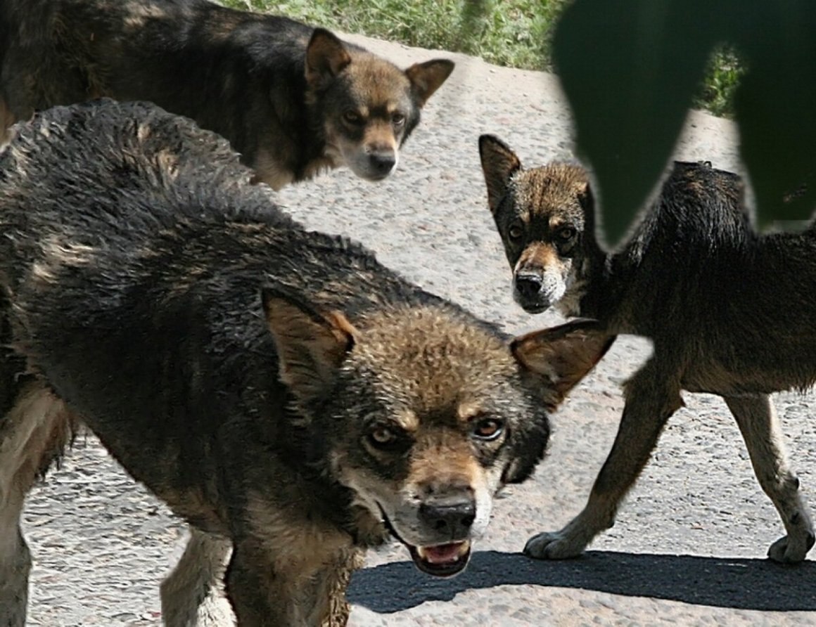 Безопасность и гуманность