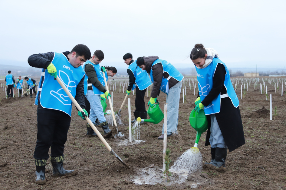 В Шеки и Габале посажено около 1500 деревьев