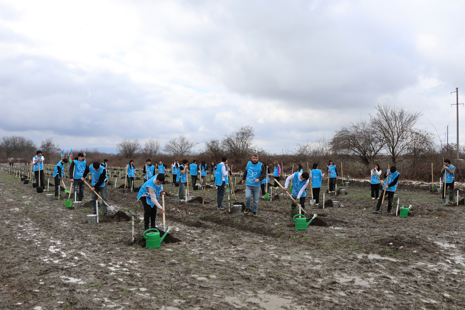 В Габале в рамках проекта &laquo;Зеленый марафон&raquo; посажено около 750 деревьев