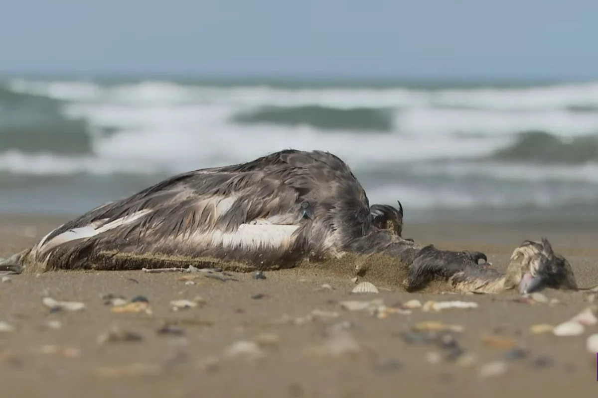 Массовая гибель птиц на побережье Каспийского моря: новая эпидемия или нехватка корма?
