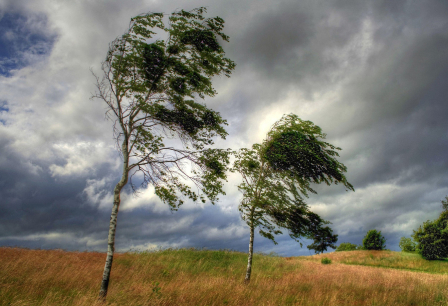 Объявлено желтое предупреждение в связи с ветреной погодой