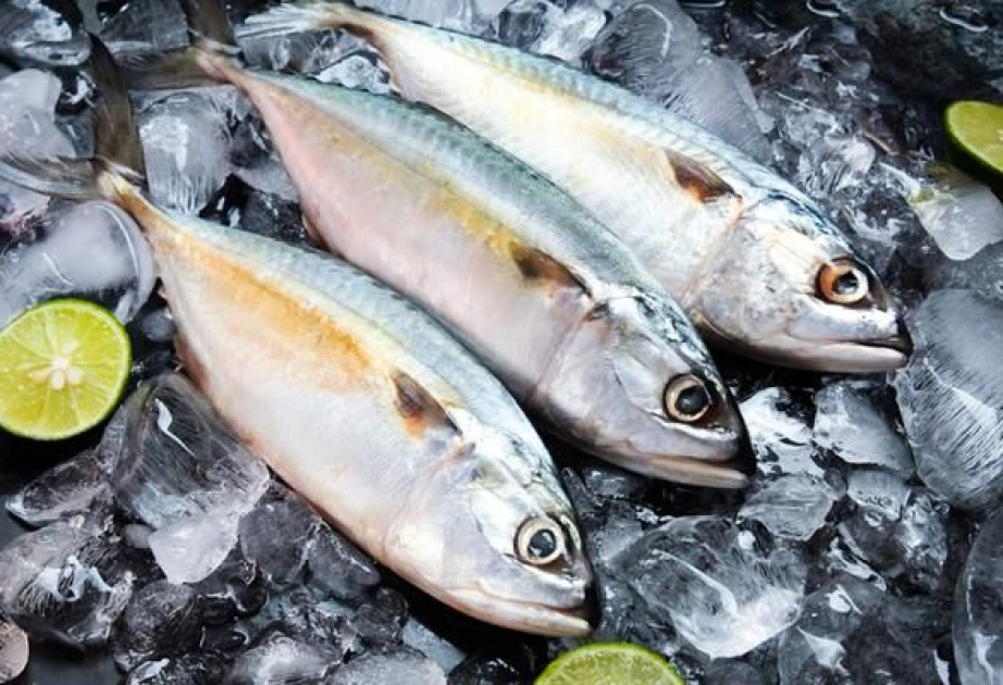 Ученые спрогнозировали падение мировых уловов рыбы