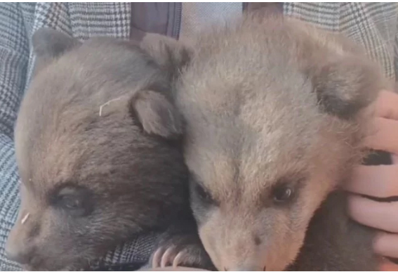 В Крыму родились медвежата Марта и Крымчик