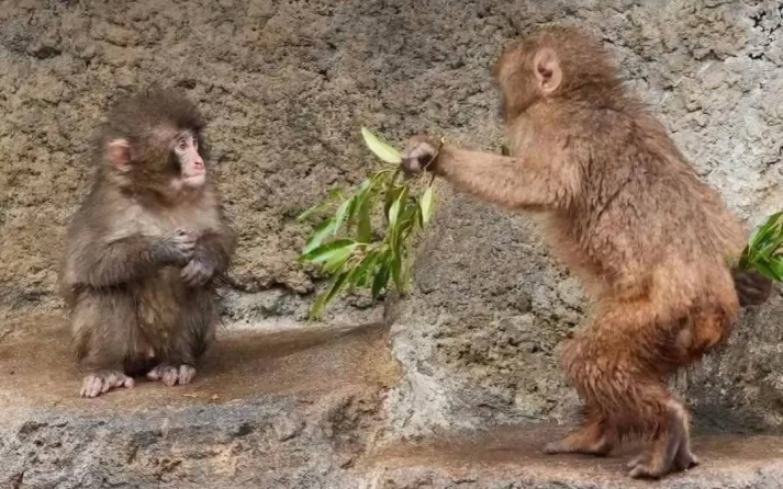 Детеныш макаки Панти в японском зоопарке нашел подружку