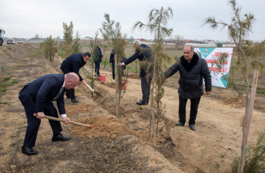В Шамкире снова зазеленела весна 