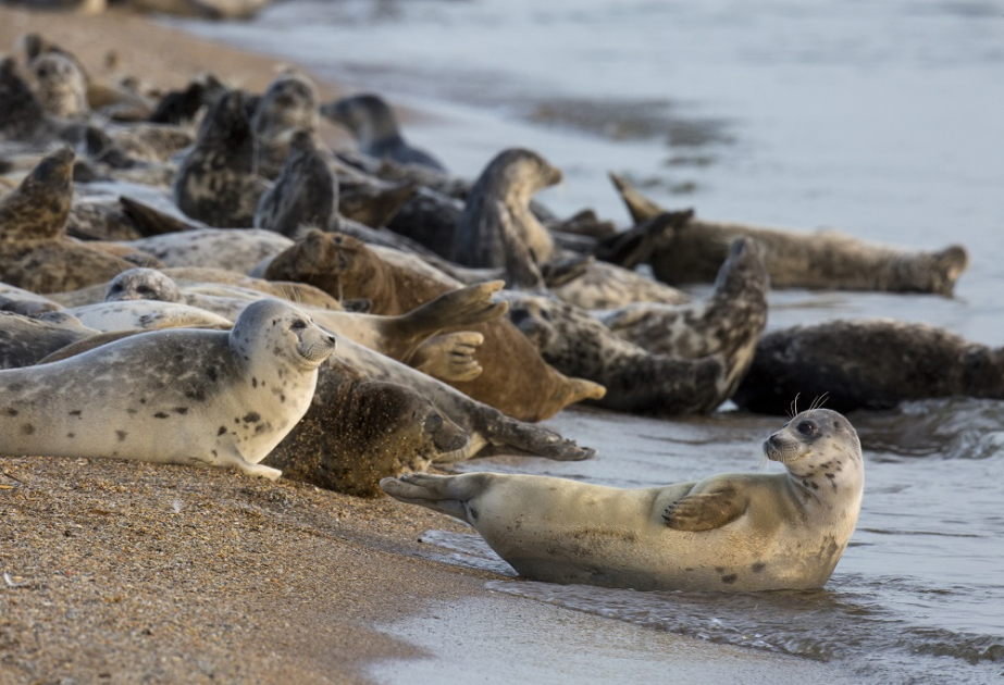 Птичий грипп рассматривают как причину гибели каспийских тюленей &ndash;Исследование