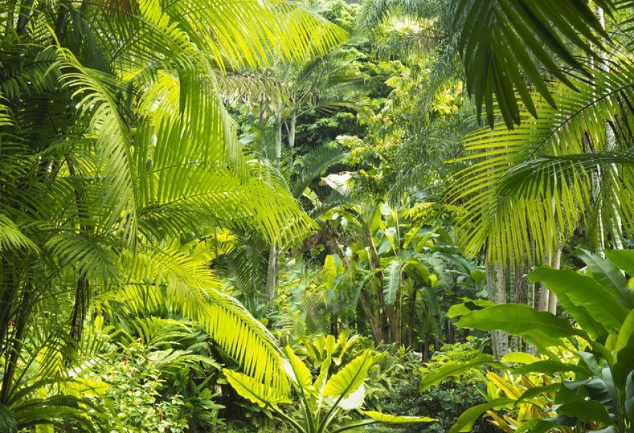 В колумбийской Амазонии обнаружили новый вид пальмы