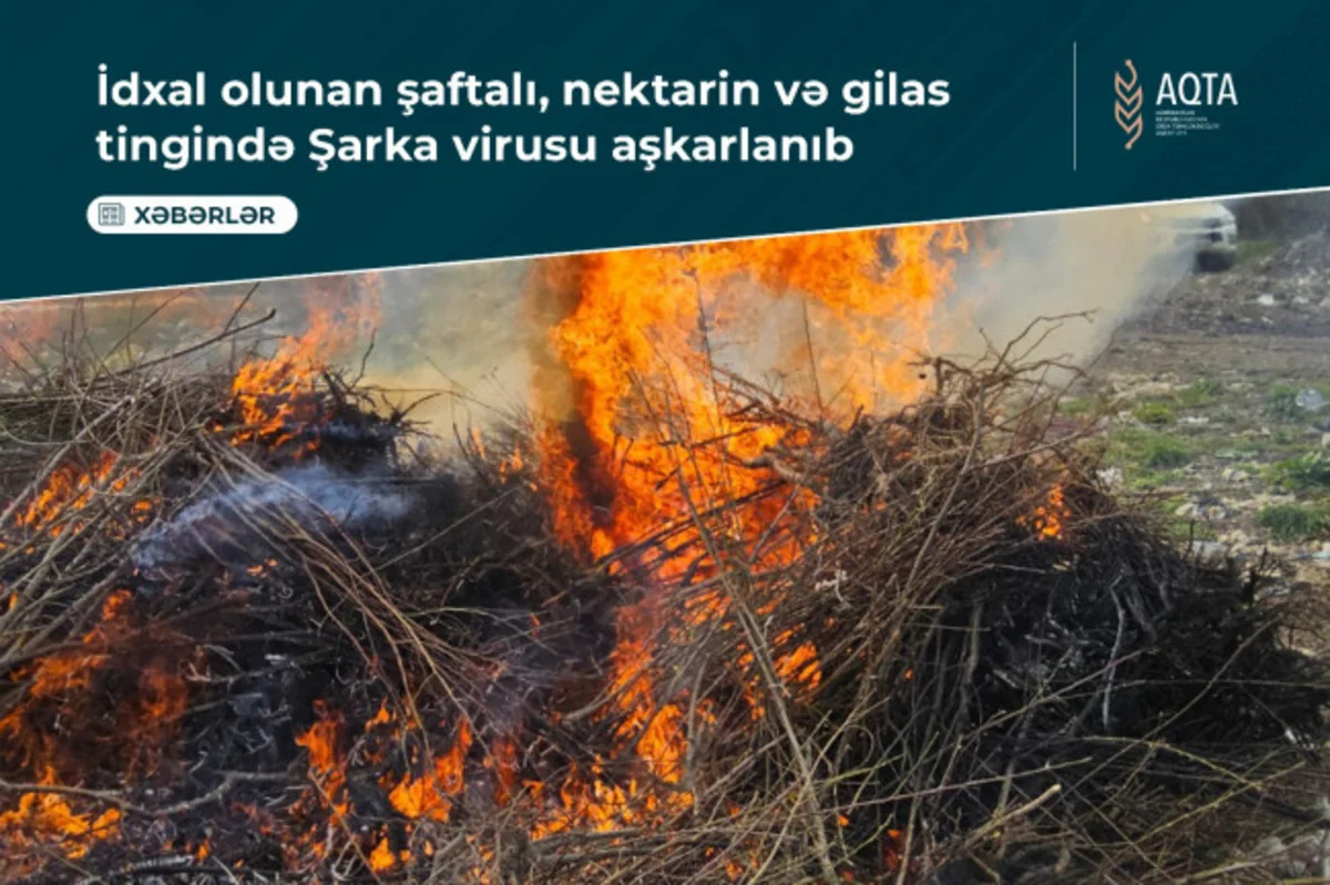 В Азербайджане выявили опасный вирус в саженцах из Турции